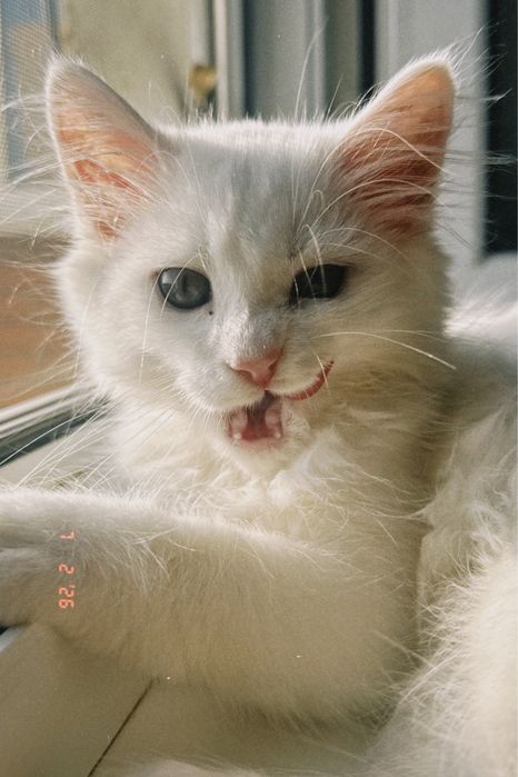 котёнок Тео!  Тео — мальчик, 4 месяца