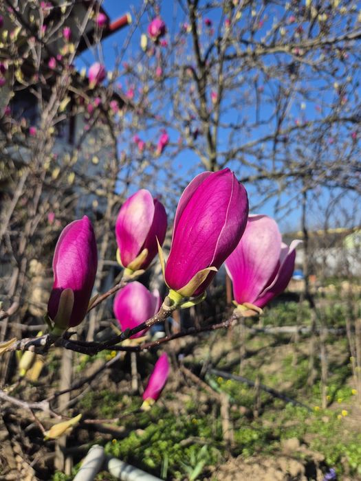 Vand magnolii Colibasi/ Mioveni/ Arges