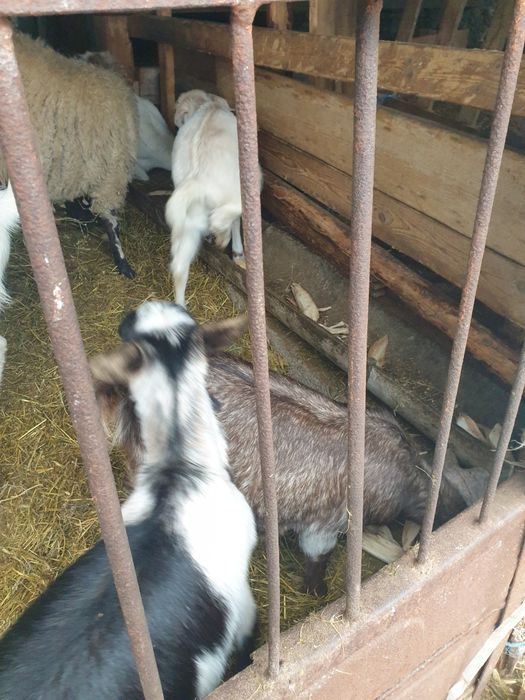 Продавам млади кози заплодени