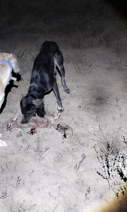 Қазақы құмай тазы