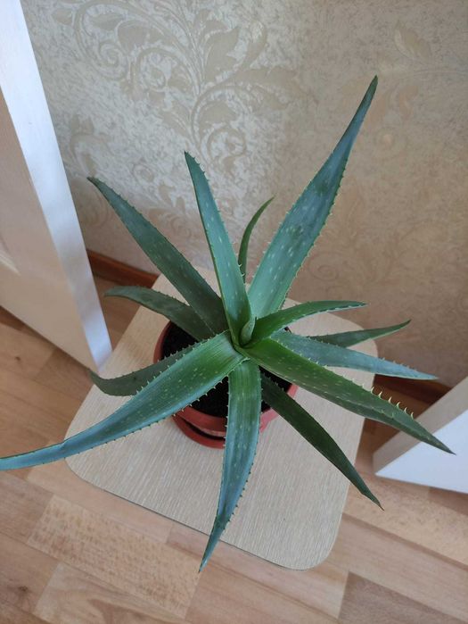 Алоэ--  2500     ...