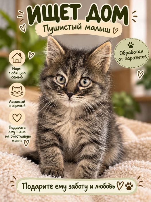 Котенок в добрые руки