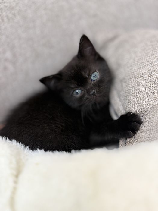 Продаются котята