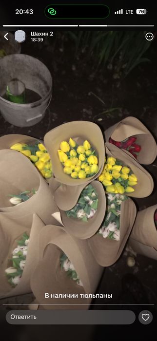 Тюльпаны оптом и в розницу , голландия