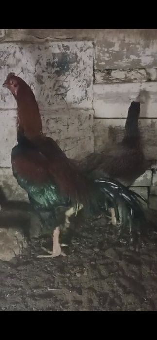 Продам бойцовского петуха