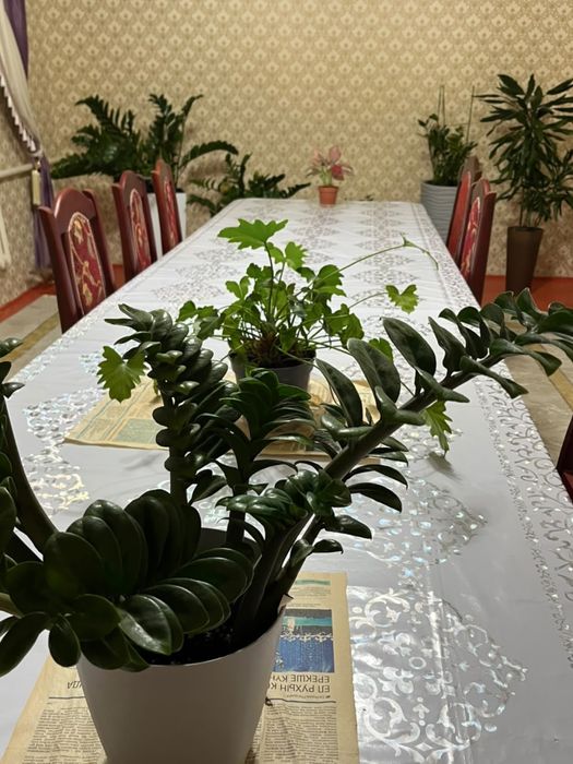 Стол+стулья сатылады