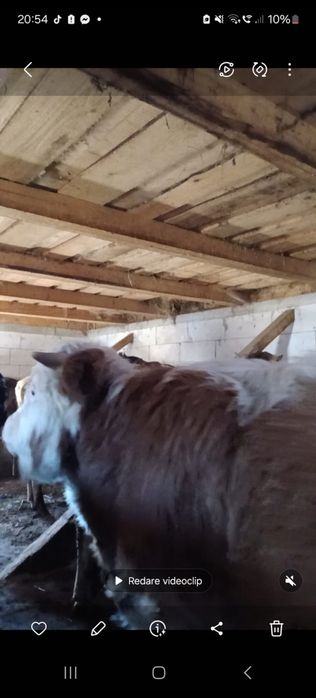 vând vaci și taurasi