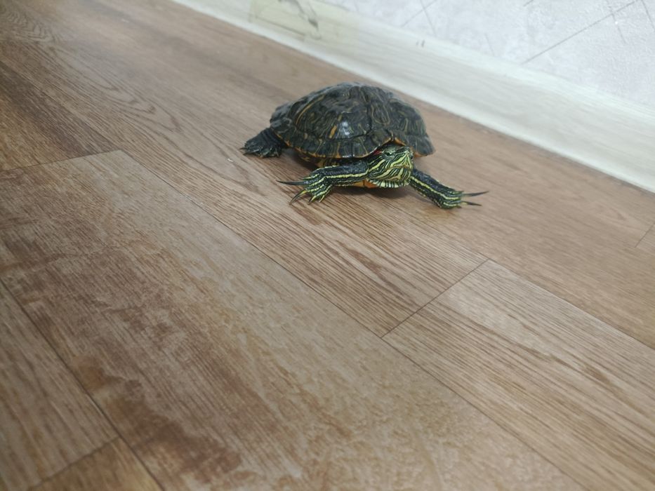 Черепашка ниндзя