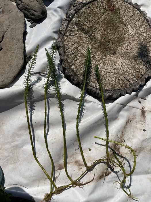 Водни растения много видове.