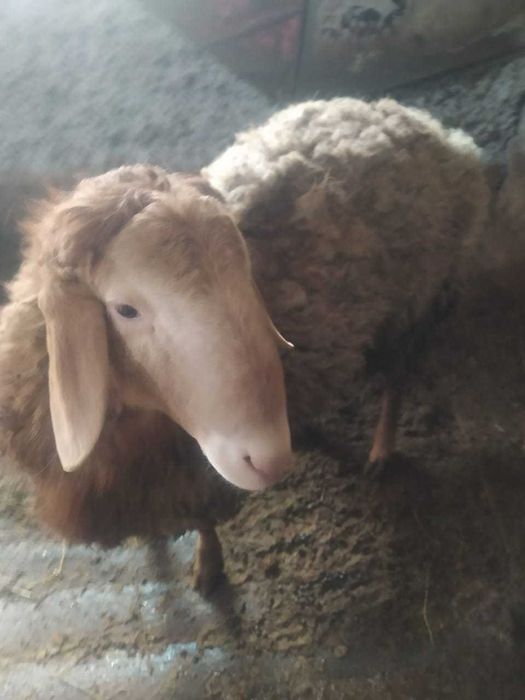 продаю баран срочно!