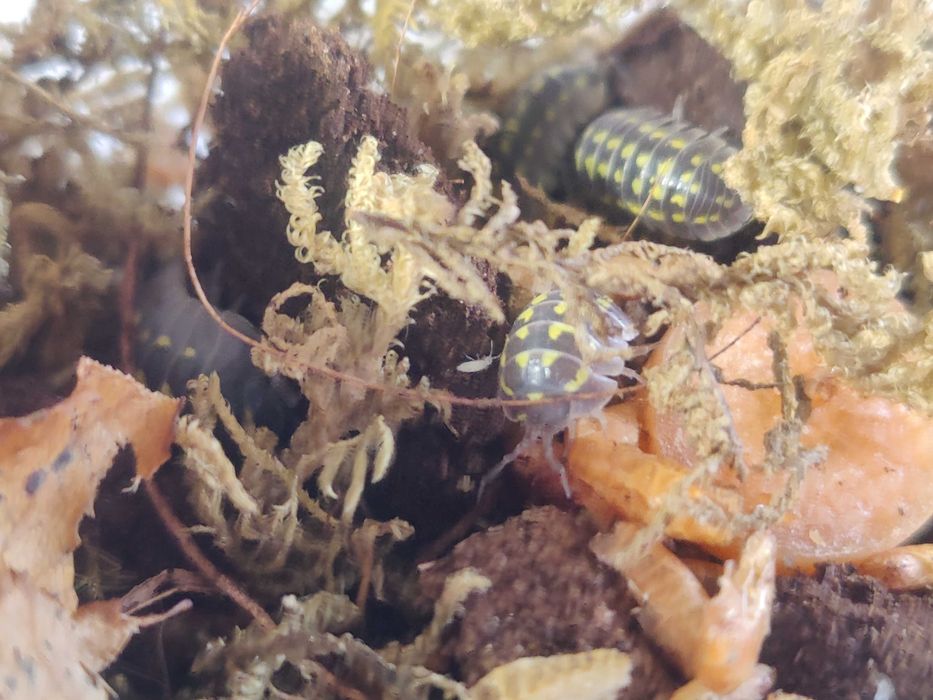 Izopode pentru terarii - Armadillidium gestroi
