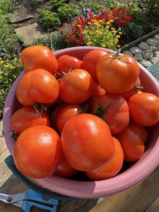 Продам помидоры домашние.