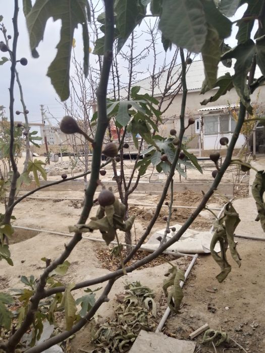 Инжир расстение інжір