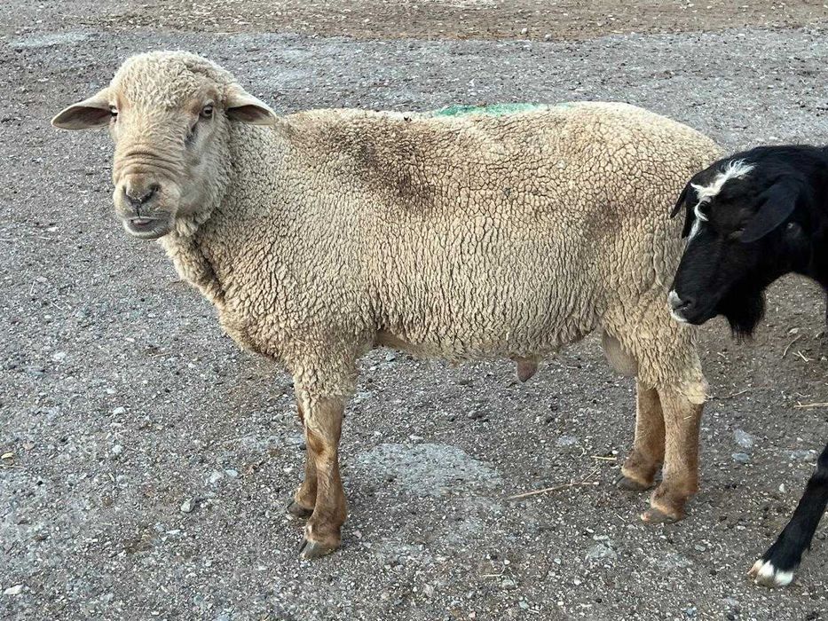 Пенистің соғуы туралы бейне