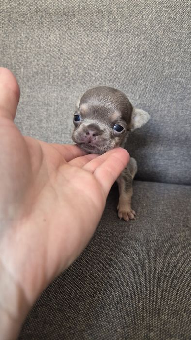 Продам французские бульдожки