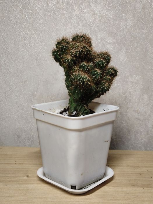 Растение кактус цереус