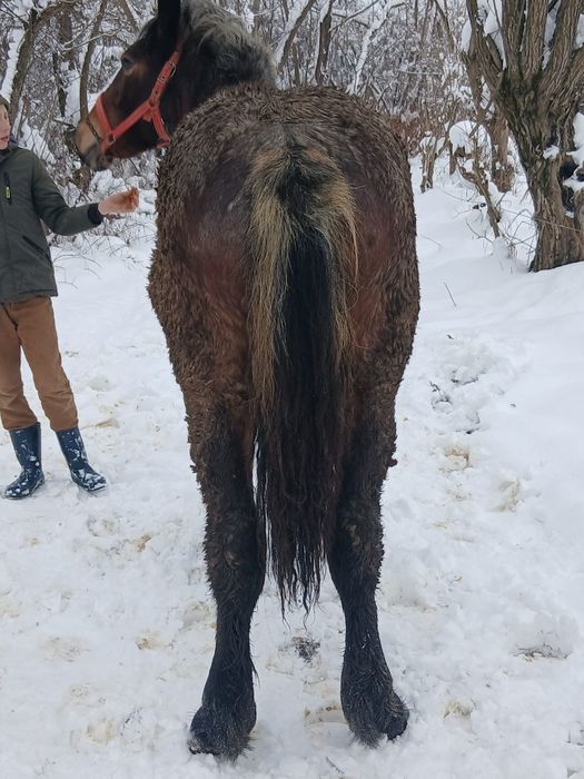 Vând  mnza de  10 luni  din  cai ferate  buni mnza este  cuminte