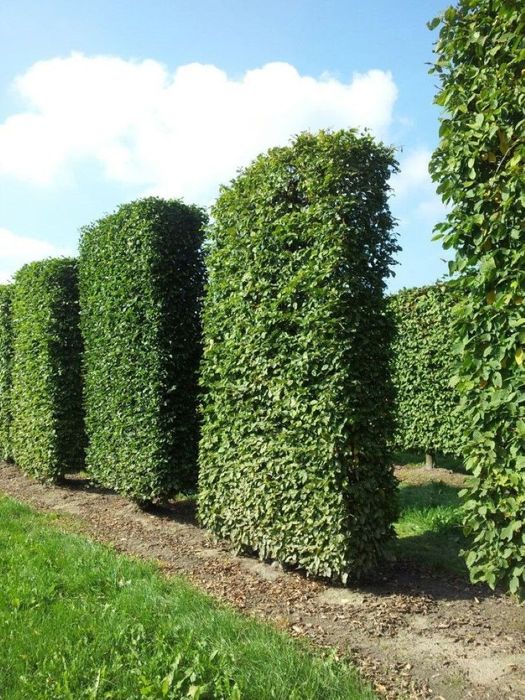 Базовый грунт для уличных растений. Саженцы деревьев, кустарников и др