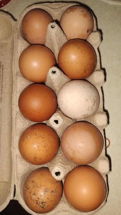 Vând ouă de găină și de rață București