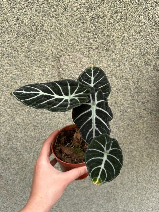 Комнатные  цветы