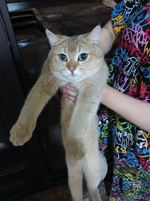 Срочно кошка продается