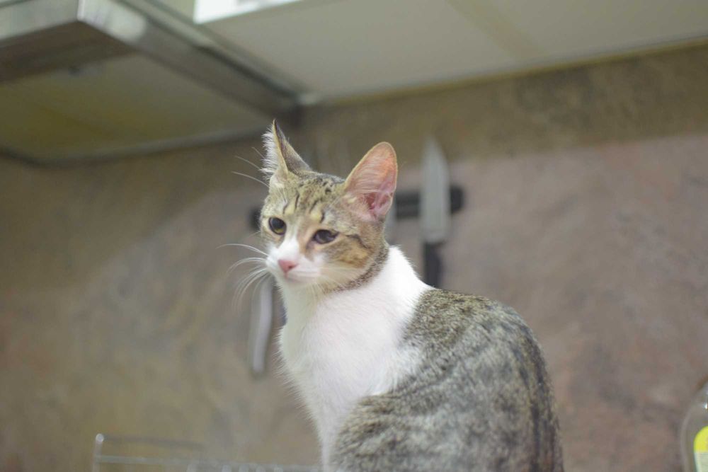 Три котета търсят дом