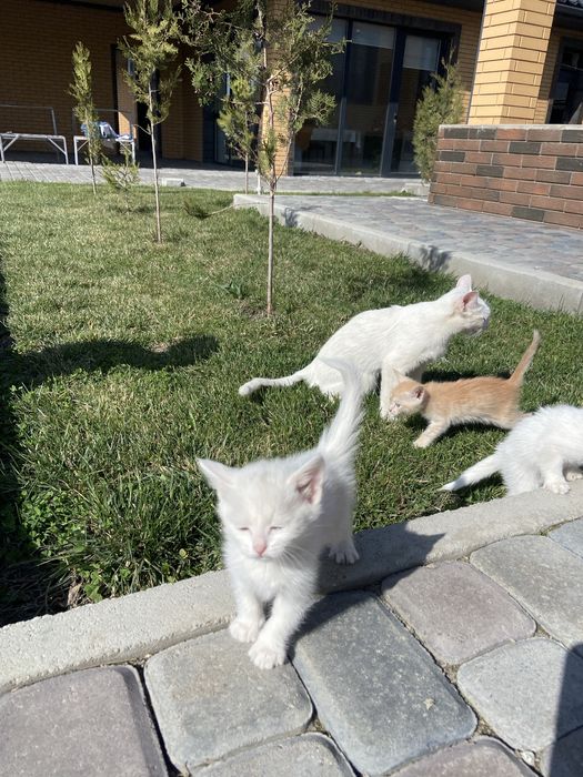 Белоснежные Котёноки девочки