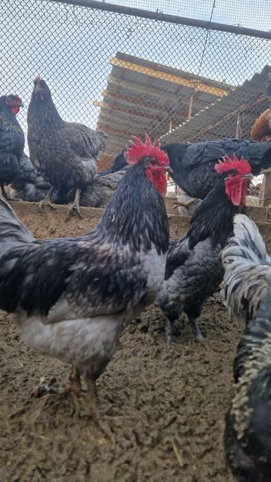продаю петухов-джерсийский гигант