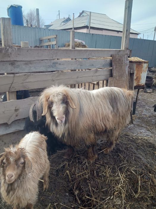 Сатылымда Текелер бар  ақ,қара