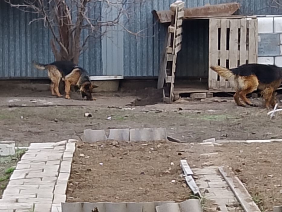 Отдам хорошие руки Мальчик+ Девочка