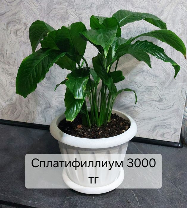 Продам цветы комнатные. Адаптированные.