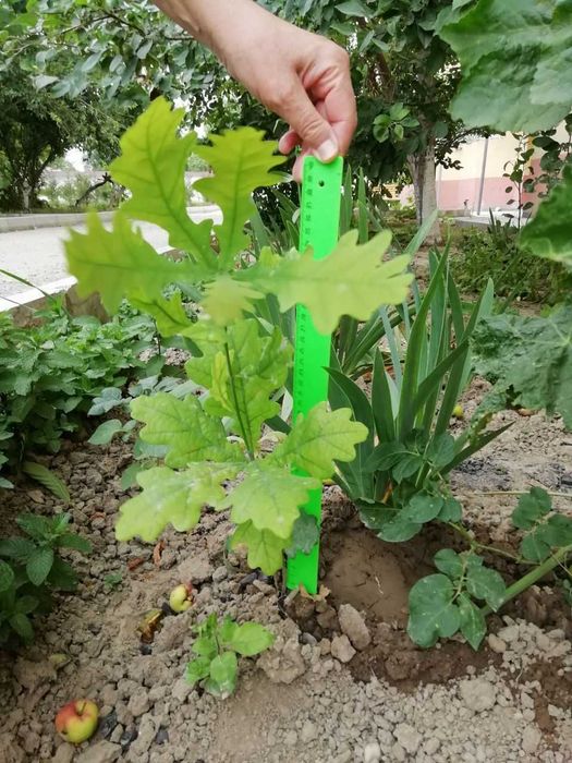 Инжир темный,саженцы вишни(плоды крупные), гранат, кампис, дуб, каштан