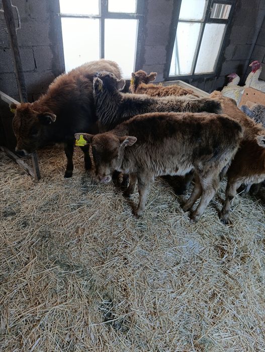 Продаются тёлки и бычок