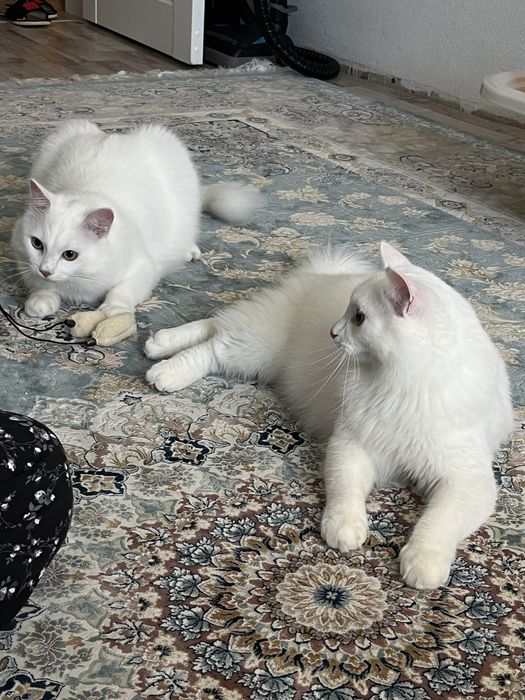 Два ласковых домашних кота в добрые руки