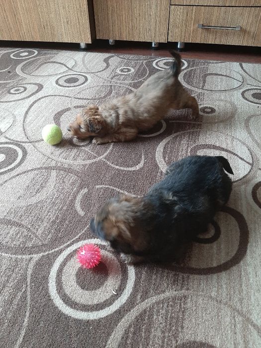 Животные , щенки  больше месяца