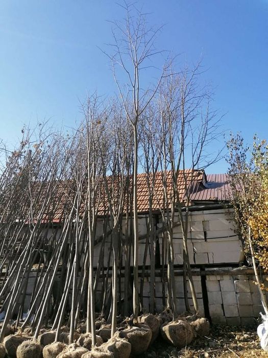 Mestecan si tei ofertă