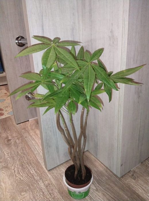 Комнатные цветы продажа