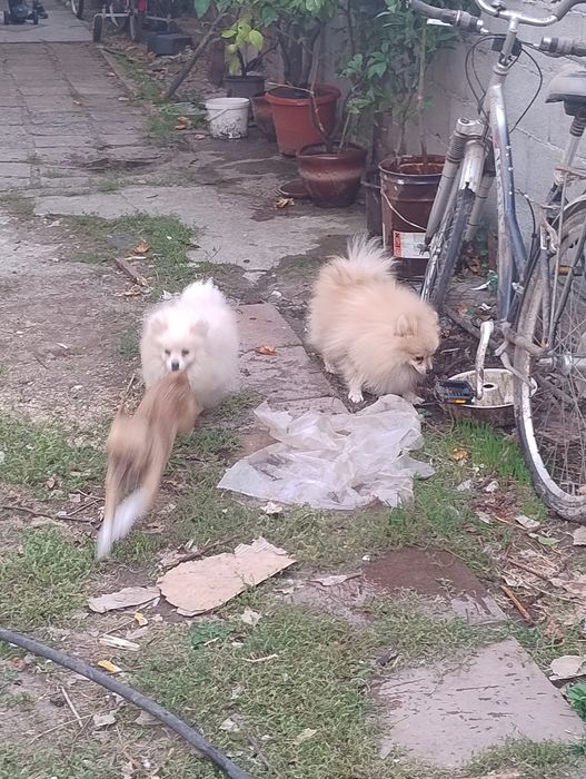 Померан , 2 момчета на 1 г.