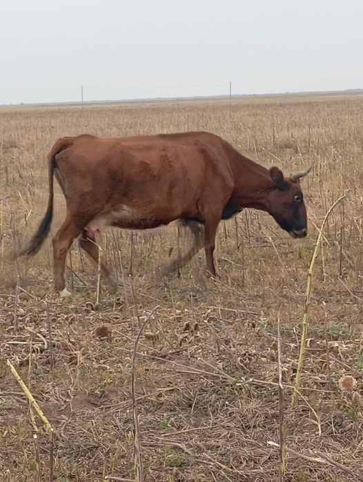 Продам коров в щербактинском районе