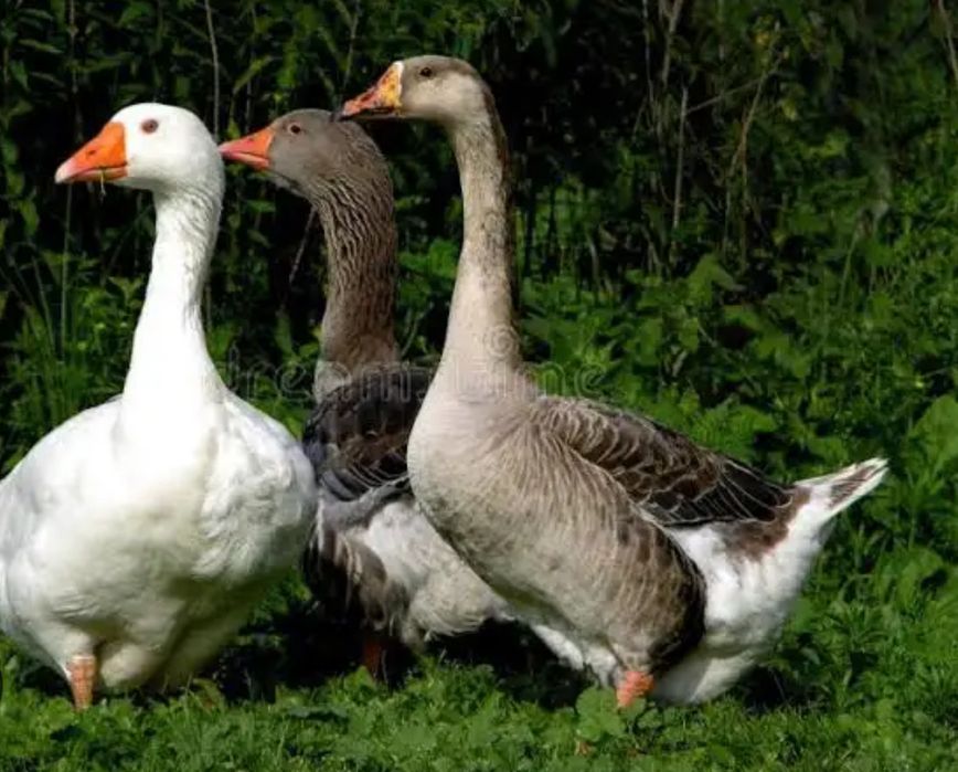 Gaste romanesti de vanzare