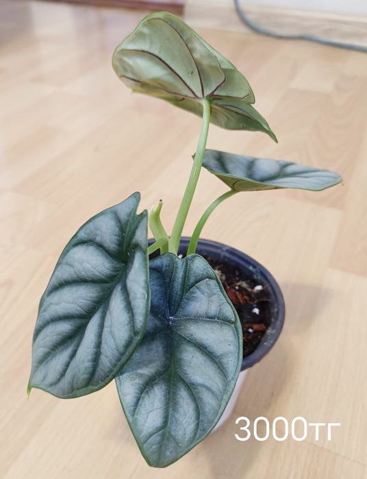 Продам алоказию Сильвер Драгон.