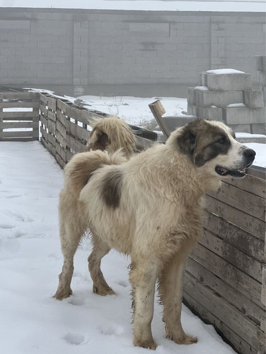 Продается молодой супертяж