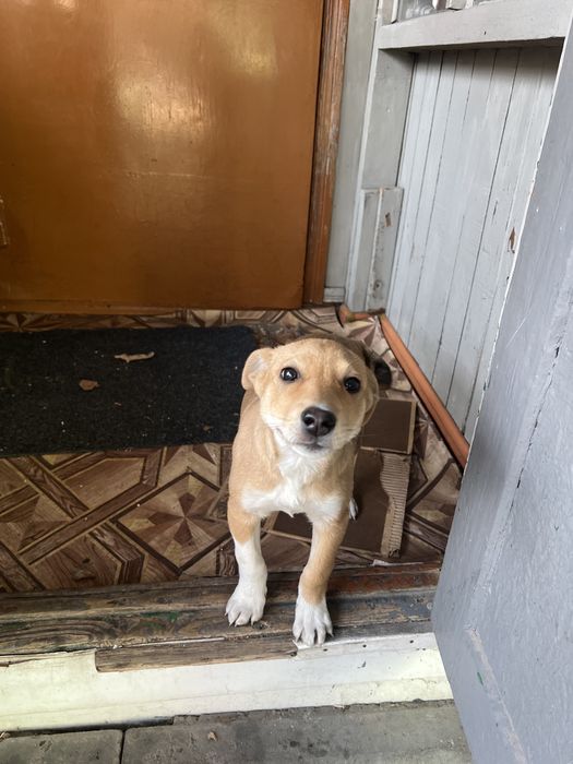 Отдам щенка