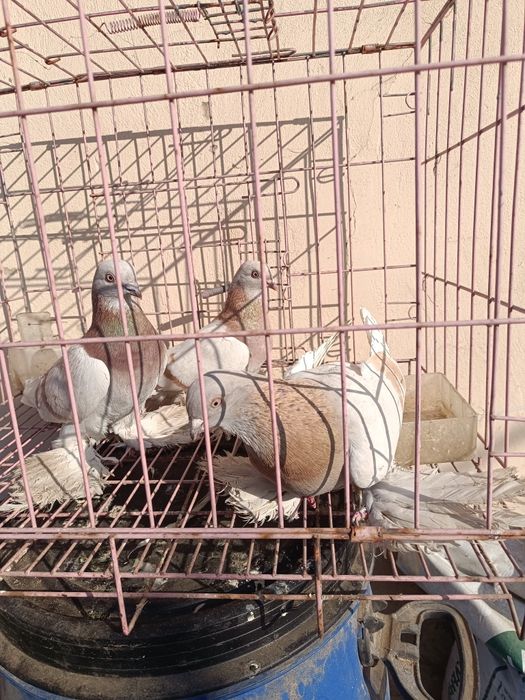 Голуби лохмоногие сиреневые, тасман