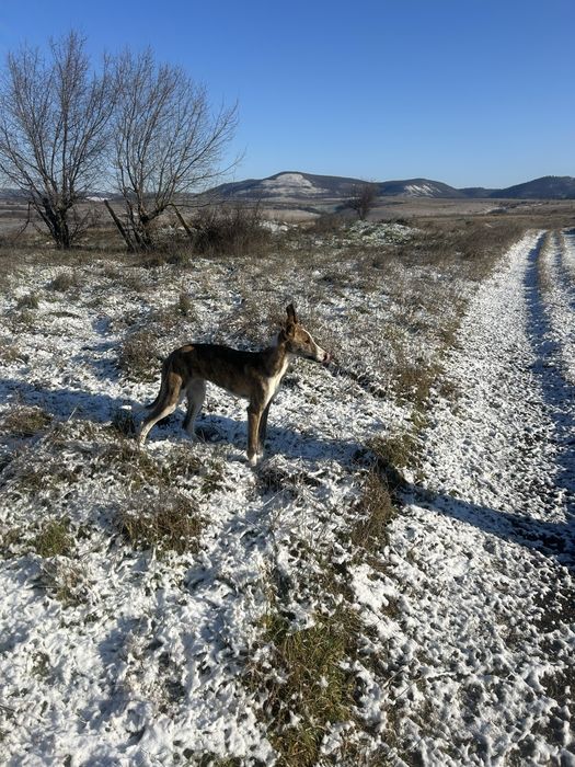Кучета грейхаунд (хрътки)
