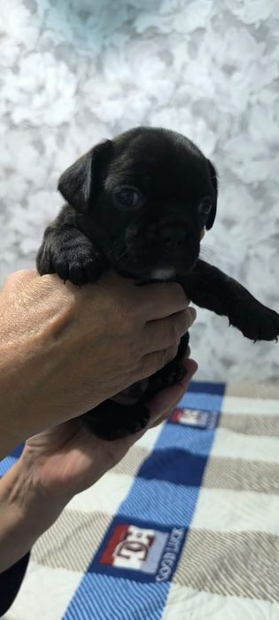 Продам щенков французкого бульдога