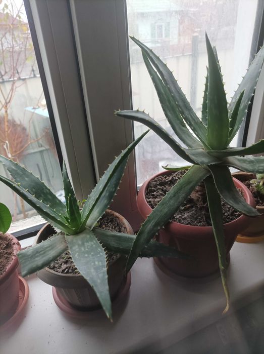 Комнатные растения