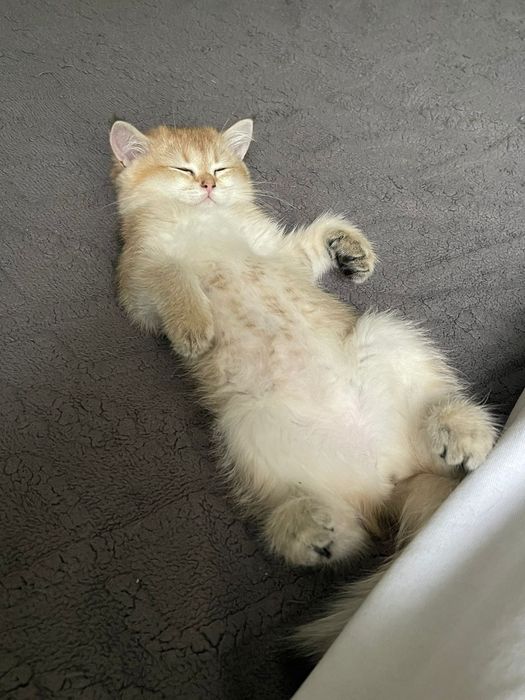 Британское чудо . мальчик золотой