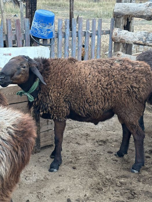 Продам кошкар производитель