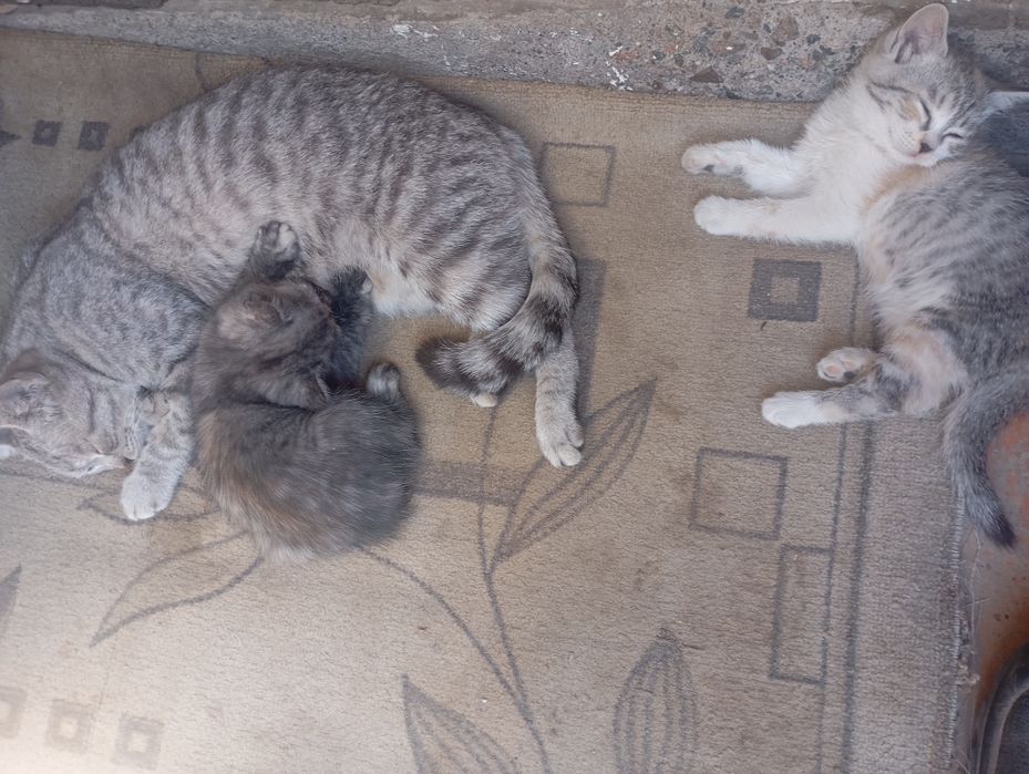 Мысық, марғау, котенок, кошечки.